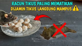 RACUN TIKUS PALING GANAS DAN MEMATIKAN, DIJAMIN TIKUS LANGSUNG MATI DITEMPAT !!!