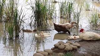 Bebek-bebekku..wakwauuuu🤣🤣