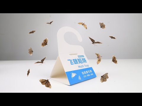 如何对付家里的小飞蛾？