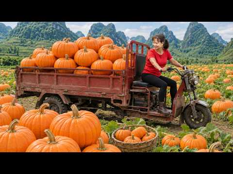 Harvesting Tons Of Pumpkins & Go to Market Sell, but Lost All The Market Money?! 😮 | Fruity Daily