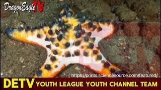 What is Chocolate Chip Sea Star?  Ep 16 ｜Dragon Eagle TV Youth Channel