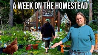 A SPRING HOMESTEAD WEEK IN OUR LIVES