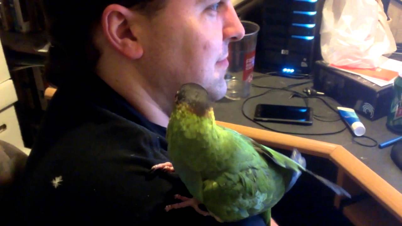 Beaky reacts to snoring hummingbird video - YouTube