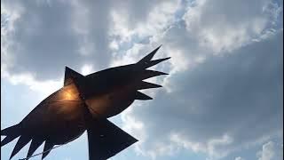 Tes Terbang Layangan Elang 240 Cm - Dengan Versi Kerangka Yang Berbeda - EAGLE  KITE FLYING TEST