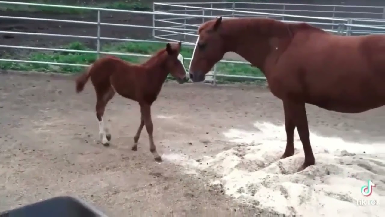 Mother Horse Disciplines Foal | Understanding Pecking Order with Doug Mills