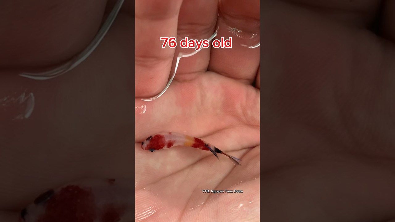 Nemo betta fish grows🥰