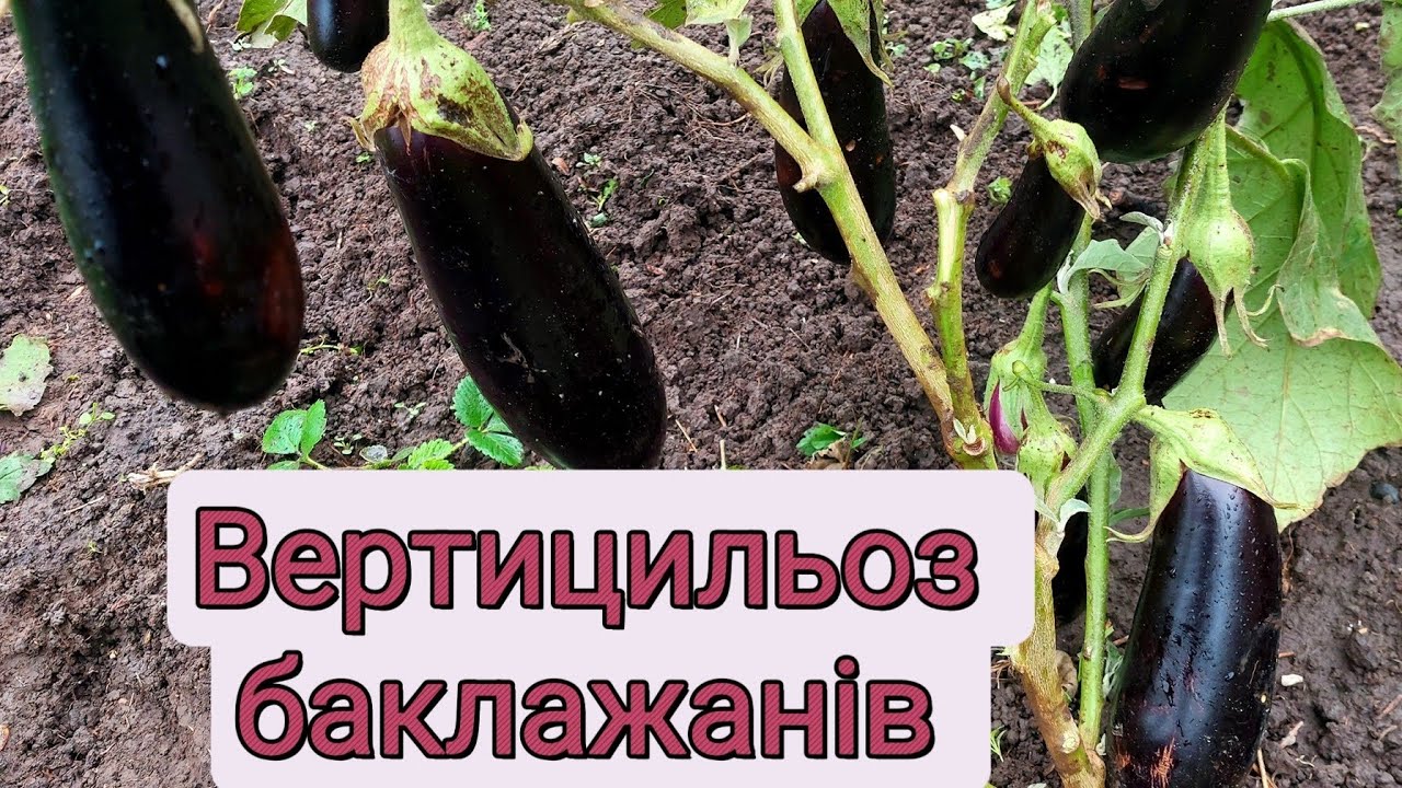Вертицильоз баклажанів. Не фузаріоз! Обробка триходермою.