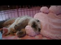 "Larkspur,  Where Have You Hidden Your Himalayan Kittens?" の動画、YouTube動画。