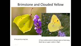 Early Summer Garden Butterfly ID Training, Oxfordshire