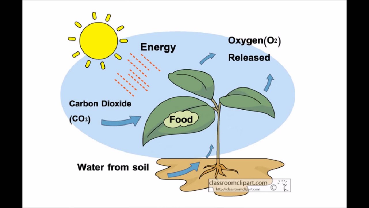 Рисунок схема фотосинтез. Фотосинтез схема на английском. Фотосинтез рисунок схема. Фотосинтез у растений для детей. Плакат на тему фотосинтез.
