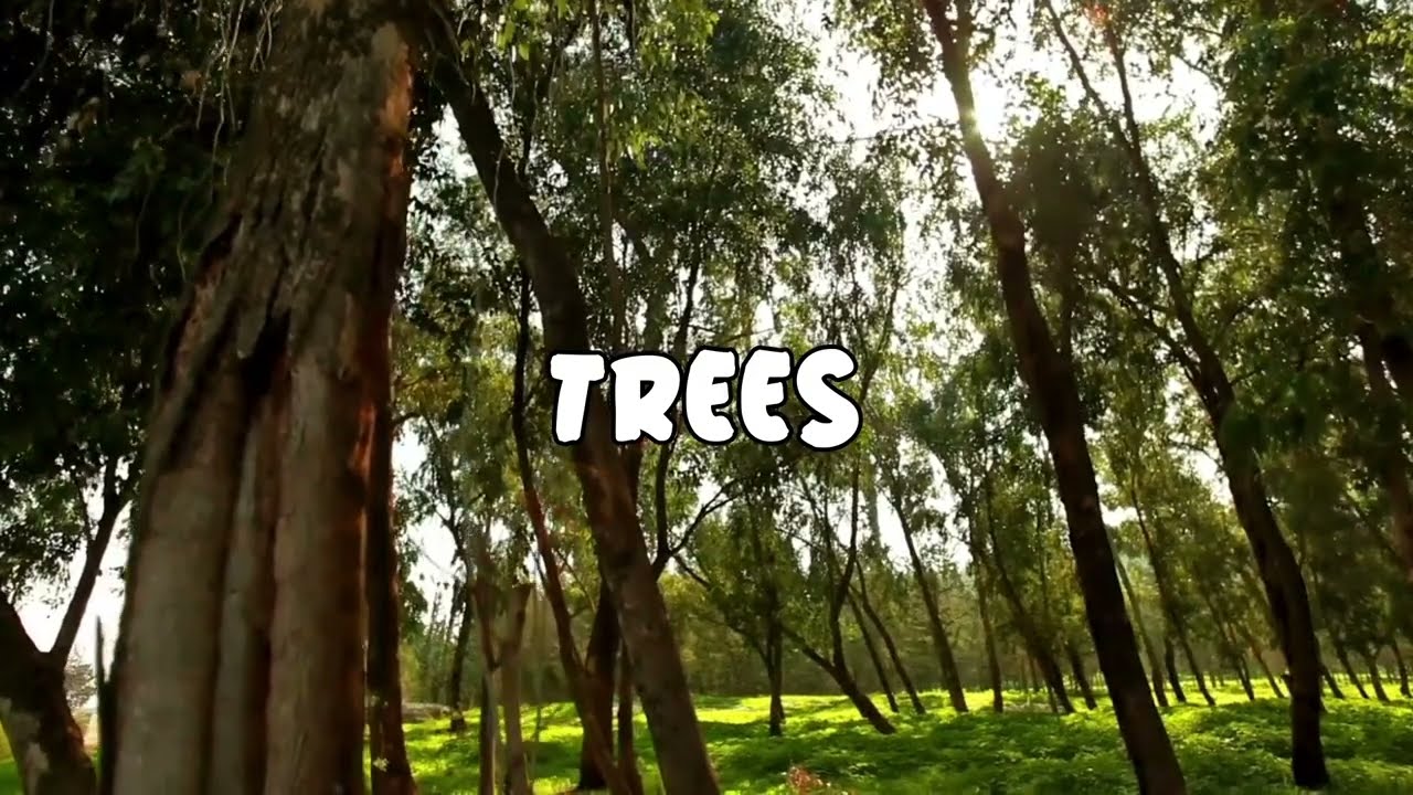 RAINFOREST - Typography Assignment