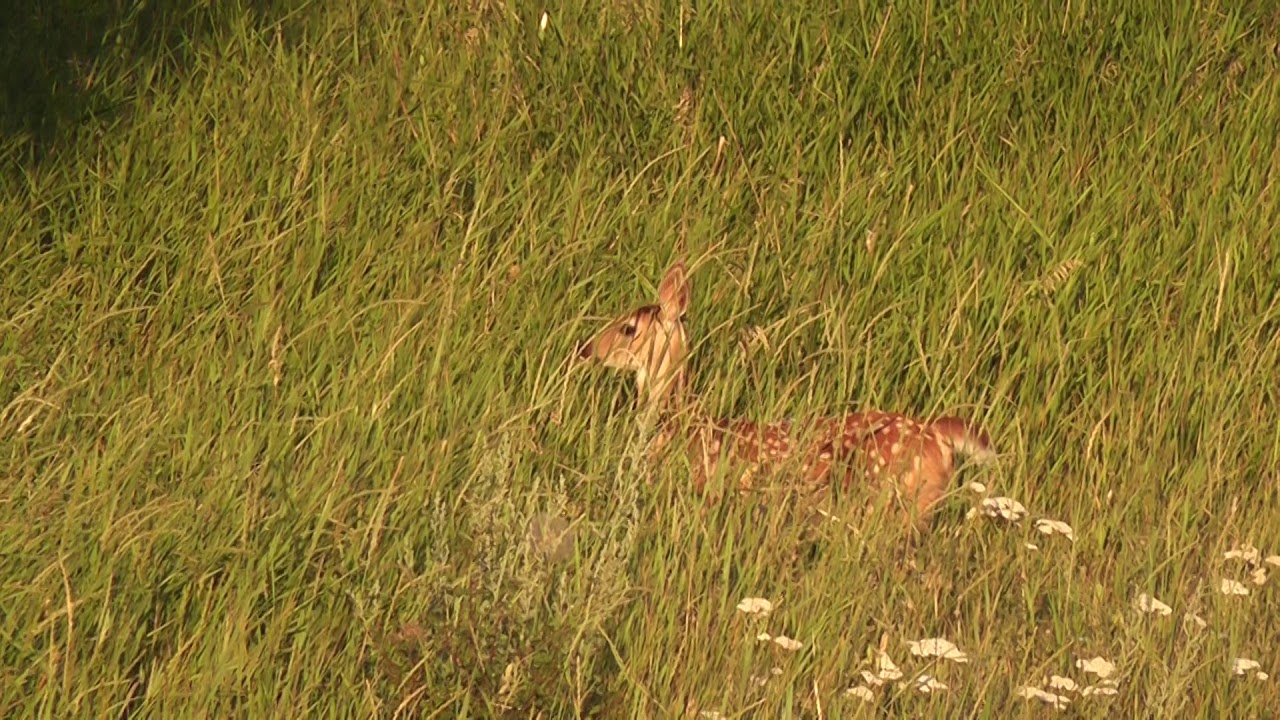 The Axent Man: "Oh, Mama Deer, How Dare you ... and in front of My Camera. REALLY?