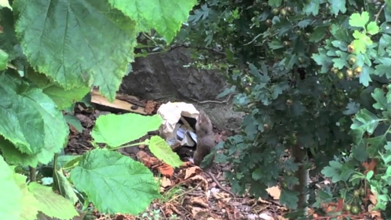 'Giant' rat captured near Asda supermarket in Newton Abbot, Devon - YouTube