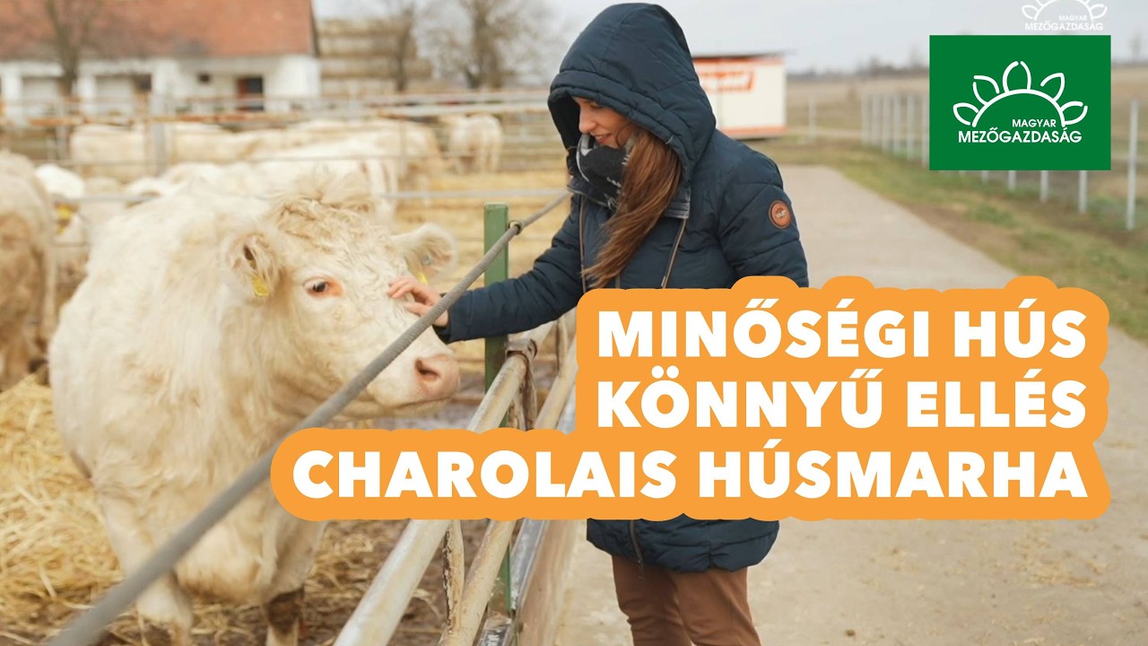 Minőségi hús - Könnyű ellés - Charolais húsmarha | MMG