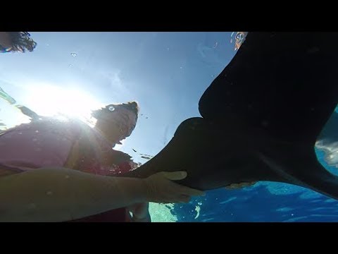 Dolphin Therapy Land ( Zuzana)