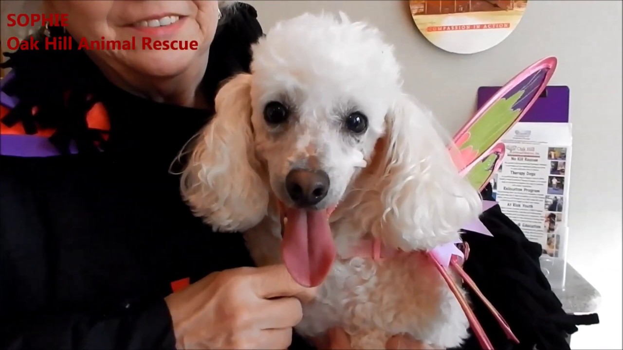 SOPHIE - Oak Hill Animal Rescue