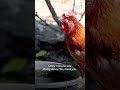 Celebrity Coop Tour With Liberty the Hen 🐔✨