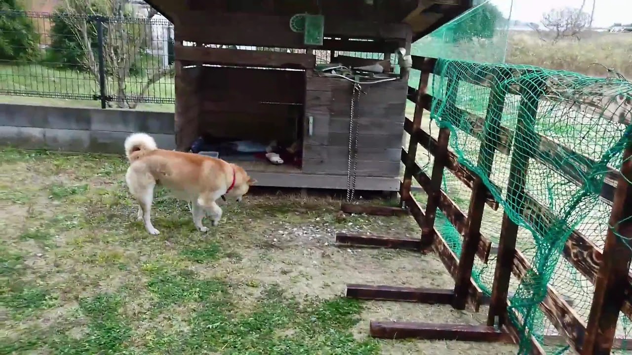 柴犬 庭にドッグラン作りました Youtube