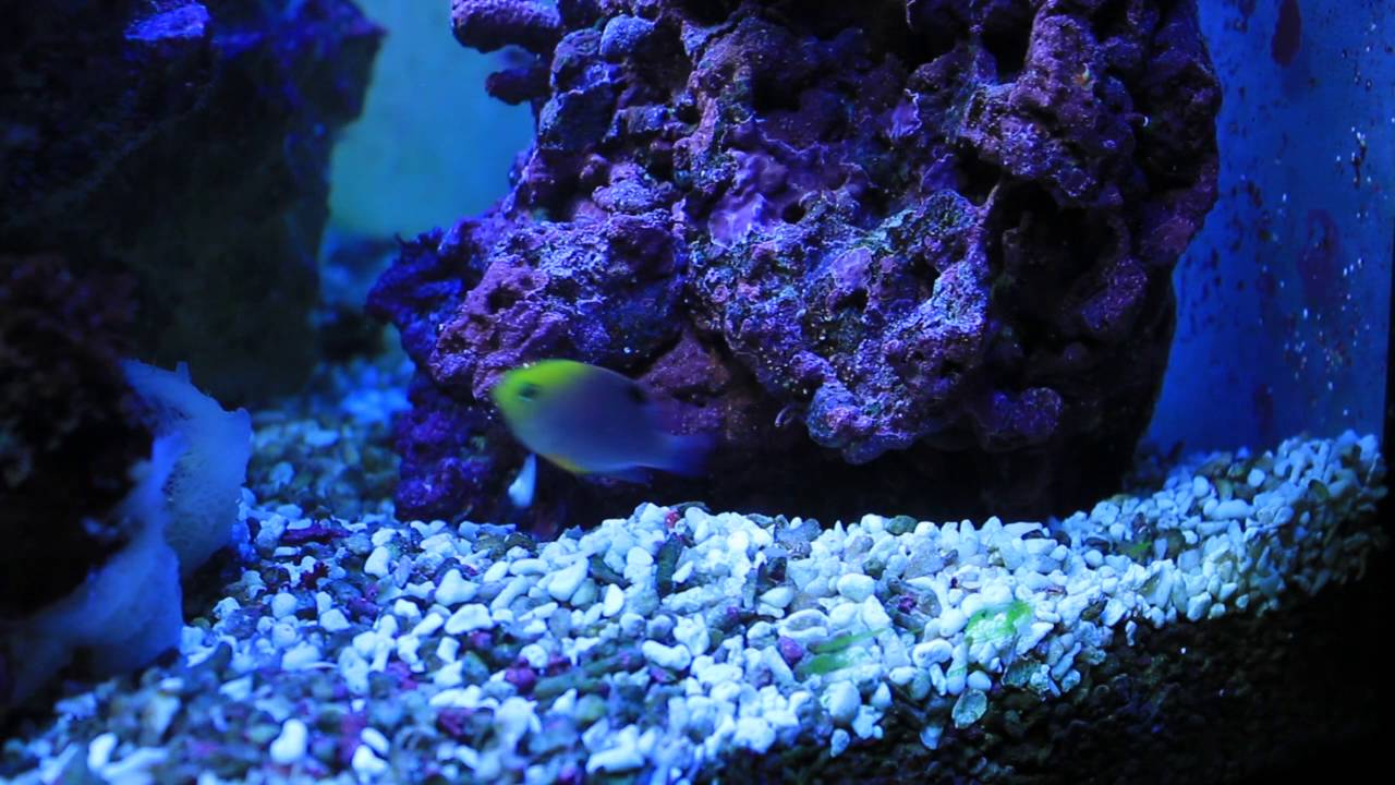 Le rocher de Stomias - 37