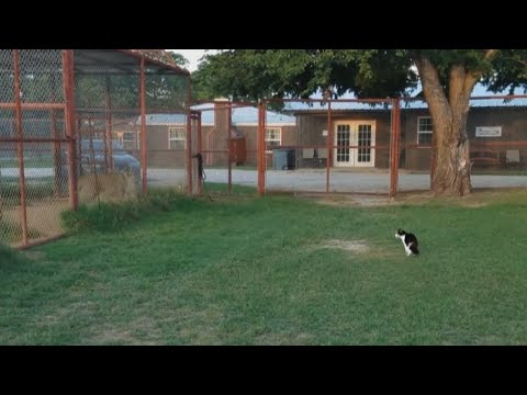 Video: Kaip Apgyvendinti Katę