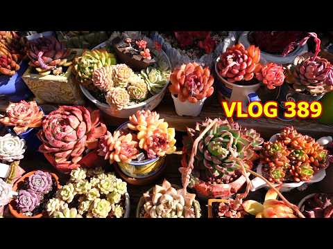 Succulent Garden End of Season Growing Tips | VLOG #389 - Growing Succulents with LizK