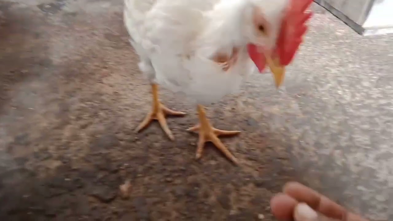 White murg ,rooster, little rooster ,murg video ,chickens