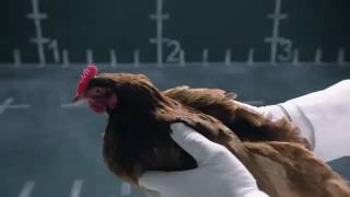 Jaguar Funny Commercial - Chicken vs Mercedes