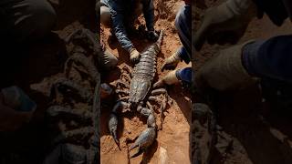 Massive Prehistoric Scorpion Discovered in African Desert