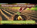 Посадка картоплі 3 найкращих методи