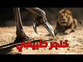 ركلة واحدة تقتل أسدا الوجه المرعب للنعام وثائقي