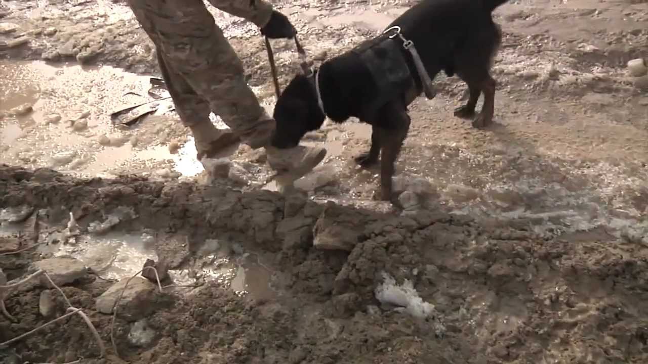 Bomb Sniffing Dogs In Afghanistan Mine Detecting Dogs Bagram Air