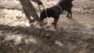Bomb Sniffing Dogs In Afghanistan - Mine Detecting Dogs - Bagram Air Base