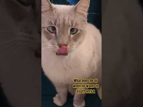 I Tell You What This Fury Is Very Spoiled 