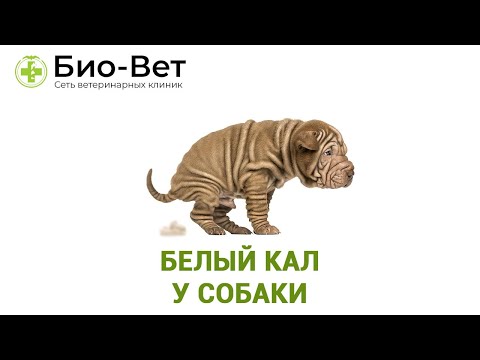 Белый Кал У Собаки & Почему У Собаки Белый Кал. Ветклиника Био-Вет