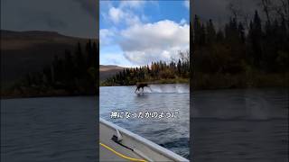 水の上を走るムース #ムース #動物