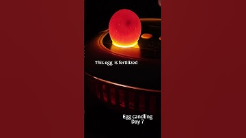 Egg candling on Day 7 with the best egg incubator! Perfect for first-time hatchers  #chicken