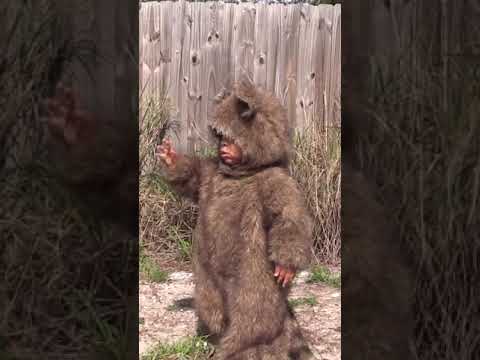 Dressing up my Nephew as a Raccoon #Shorts