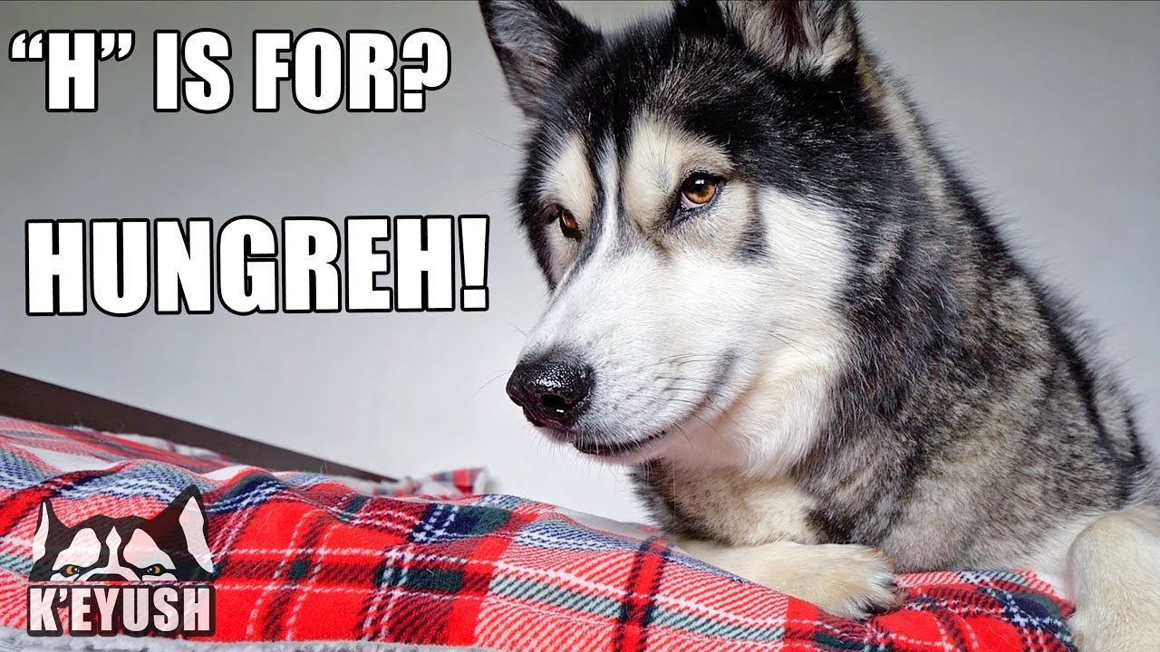 The Alphabet According To My Talking Husky! His Favourite Words! YouTube