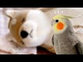 ごろ寝するぬいぐるみを見て怠けてると勘違いし…まさかの行動に出た?!オカメインコこはくさん