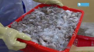 Octopus Processing Line