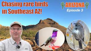 Five-striped Sparrow and Lucifer Hummingbird - Southeast AZ delivers!