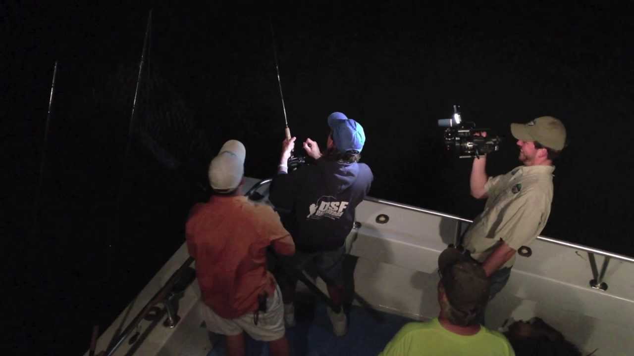 2013 Delaware Bay Black Drum Fishing Rich Catches A Nice One YouTube