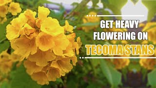 How to Get Heavy Flowering on Tecoma Stans 🌼