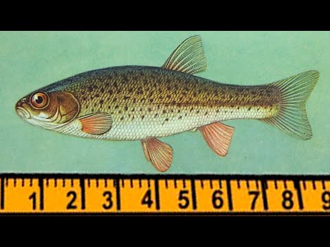 Самые не любимые рыбаками рыбы, почему их недолюбливают?