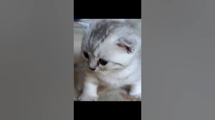 Watch the video about Baby cat 1 month, Scottish Fold breed