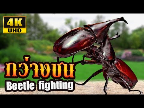 รูป ด้วง กว่า ง  New  กว่างชน นักสู้จากขุนเขา, ขุนศึกผู้ชิงนาง 4K (ด้วงกว่าง,แมลงกว่าง) Beetle fighting: traditional games