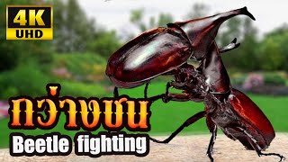 กว่างชน นักสู้จากขุนเขา, ขุนศึกผู้ชิงนาง 4K (ด้วงกว่าง,แมลงกว่าง) Beetle fighting: traditional games screenshot 2