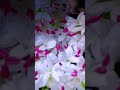 настоящая любовь перенесённая через многие годы разлуки