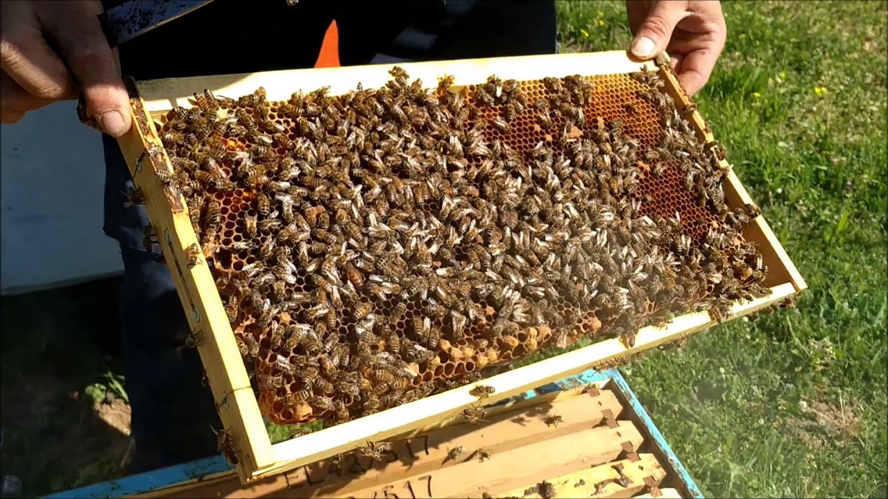 Στα μελισσια  31/3 προβληματικα μελισσια