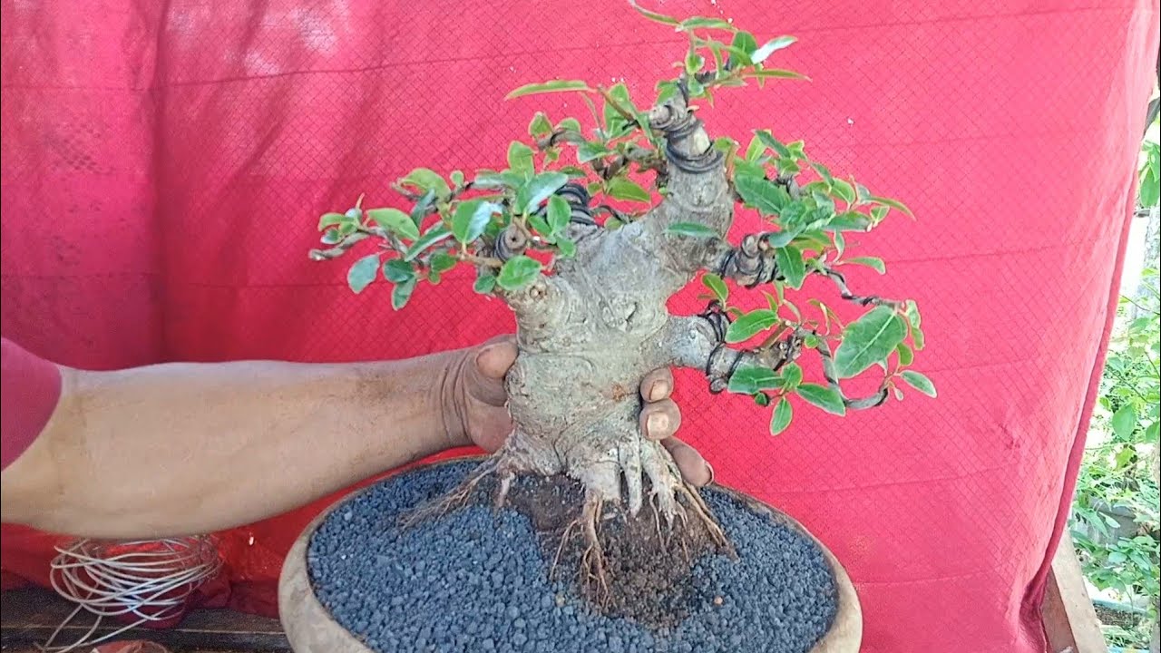 cek harga bonsai dilapak pak junet obral murah 0853 3539 2844 - YouTube